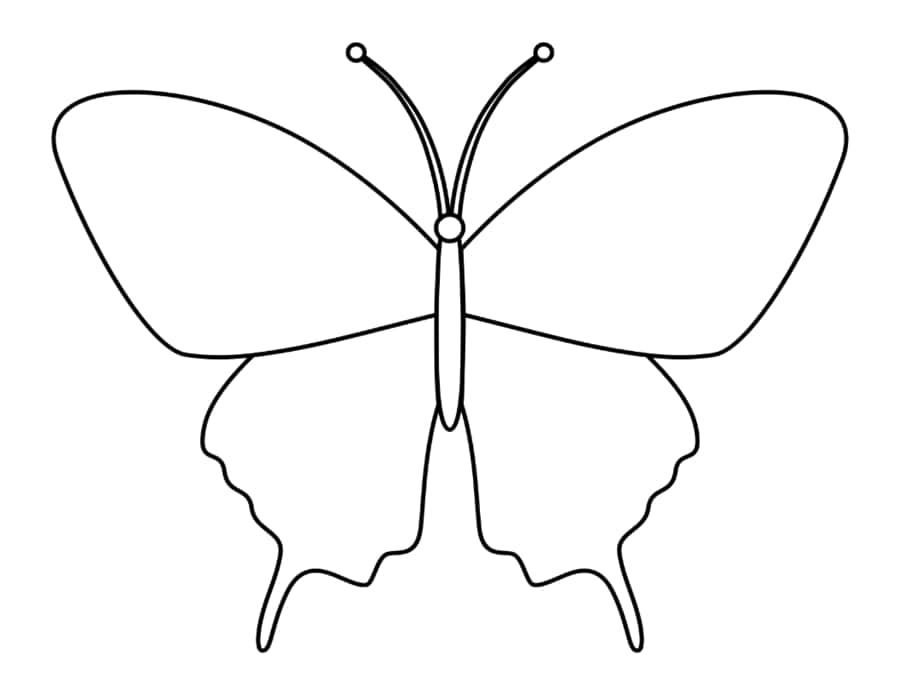 Butterfly Outline Nature Coloring Pdf Free Vectors